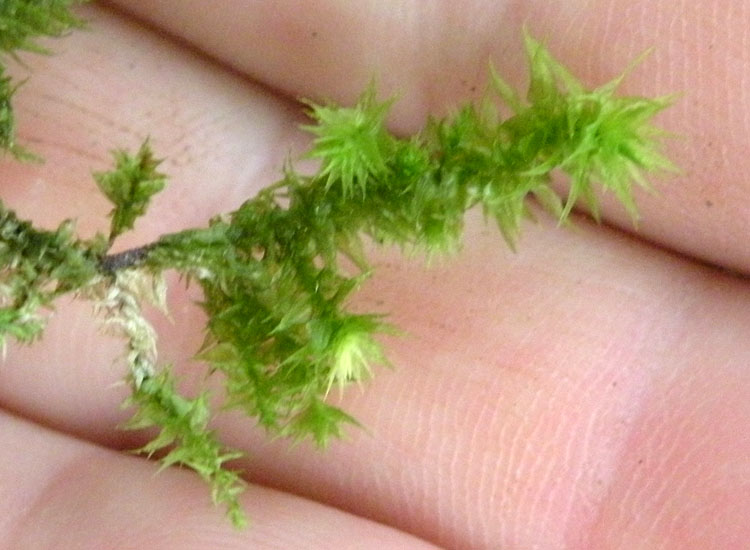 Muschi su muretto a secco